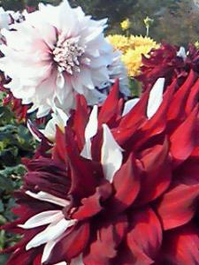 大好きです☆｜「フローリストふるうち」　（山形県米沢市の花キューピット加盟店 花屋）のブログ