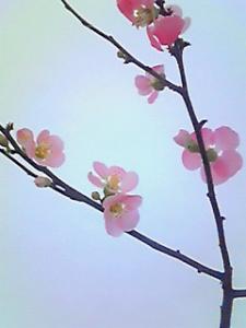 けなげにかわいく☆｜「フローリストふるうち」　（山形県米沢市の花キューピット加盟店 花屋）のブログ