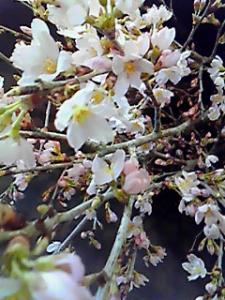 忙しい時にかぎって。｜「フローリストふるうち」　（山形県米沢市の花キューピット加盟店 花屋）のブログ