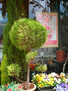 ワンルーム☆｜「フローリストふるうち」　（山形県米沢市の花キューピット加盟店 花屋）のブログ