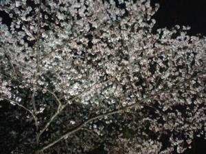 夜桜☆｜「フローリストふるうち」　（山形県米沢市の花キューピット加盟店 花屋）のブログ