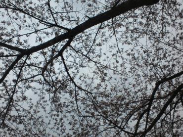 サクラ咲いてます☆｜「フローリストふるうち」　（山形県米沢市の花キューピット加盟店 花屋）のブログ