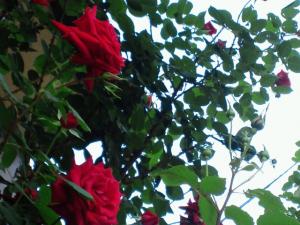 バラ☆｜「フローリストふるうち」　（山形県米沢市の花キューピット加盟店 花屋）のブログ